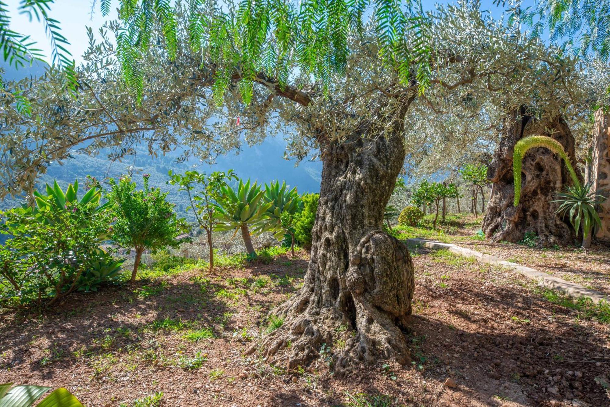 Villa Ses Begudes Fornalutx Exterior foto